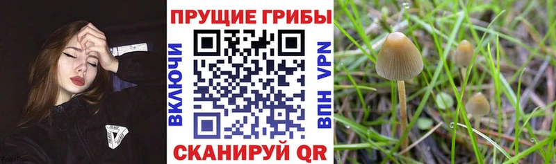 МЕГА tor  Севск  Галлюциногенные грибы MAGIC MUSHROOMS  купить наркоту 
